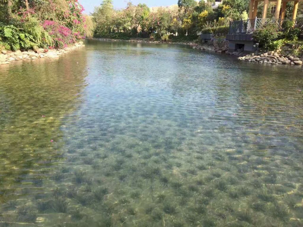 氨氮去除菌和硝化菌降低氨氮指标