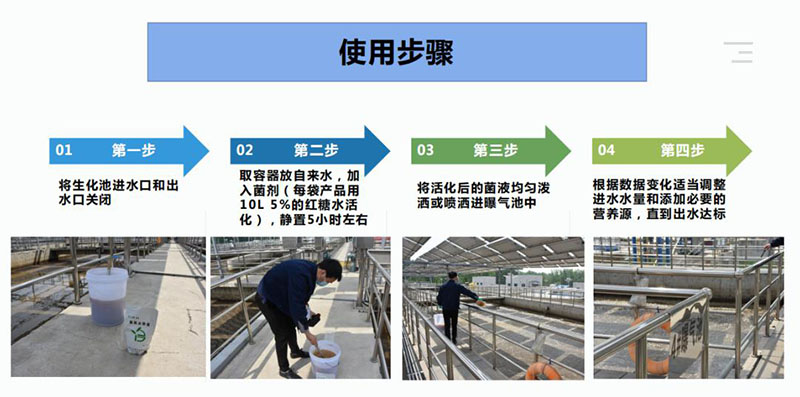 裂解菌种使用步骤